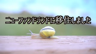 カナダ横断の旅が終わったのでそのままニューファンドランドに移住します