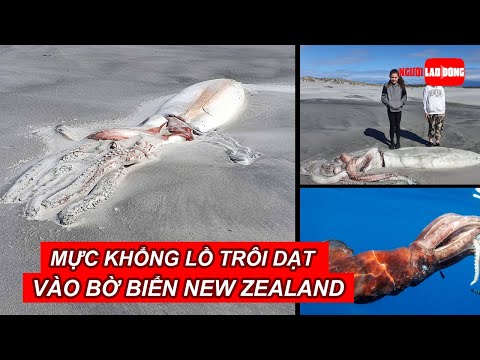 Video Mực khổng lồ trôi dạt vào bờ biển New Zealand | Báo... - youtube