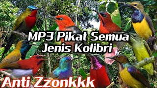 MP3 pikat segala jenis burung Kolibri Ribut paling ampuh