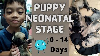 Belgian Malinois Mix Puppies | First Two Weeks | First Litter