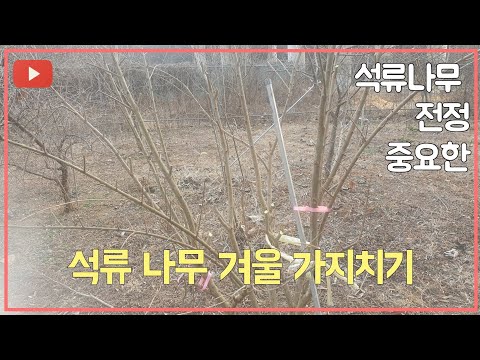 #석류 겨울 가지치는 방법 #석류 전정 하기전 꼭 보아야 할 영상