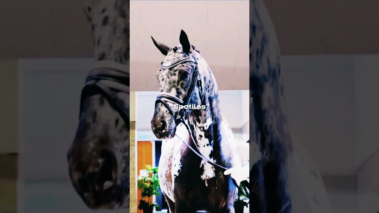 meet of of Totilas sons😜/CREDITS: 