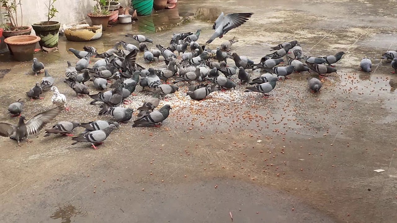 Pigeons eating-2 - YouTube
