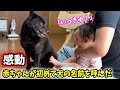 【感動】赤ちゃんが初めて愛犬の名前を呼んだ瞬間