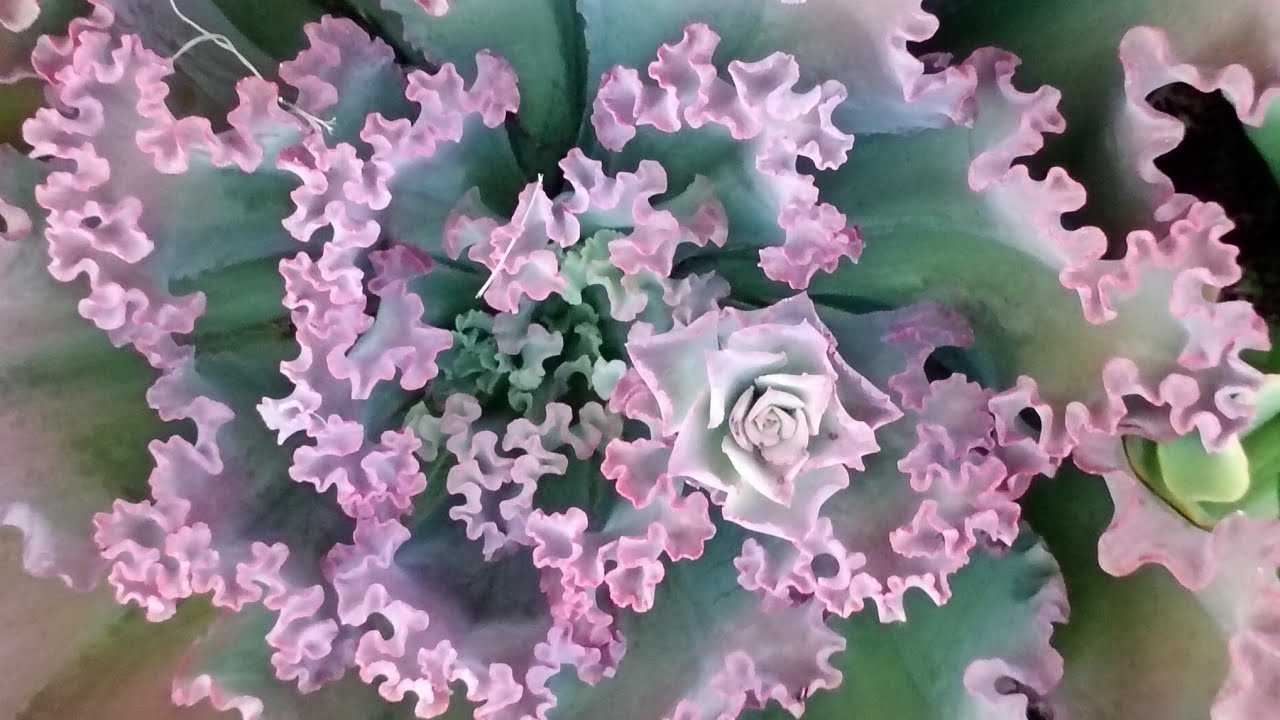 Fazendo a Reforma dos pneus das suculentas decapitadas!🪷🌵