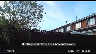 Police footage - cannabis growers smashed through roof to evade arrest