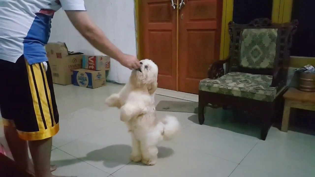 Belajar Melatih Anjing Shih Tzu YouTube