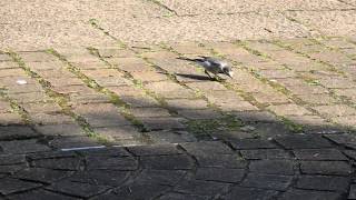 20150304 1 ハクセキレイ