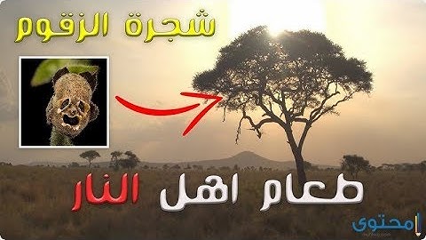 تلاوه مؤثره لما تيسر من سورة الدخان ان شجرة الزقوم طعام الأثيم للشيخ محمد علوان