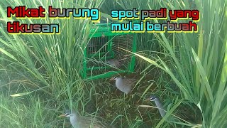 Download Lagu Mikat burung tikusan.spot padi yang mulai berbuah MP3