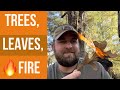Leaves can tell you a lot about a trees relationship with fire