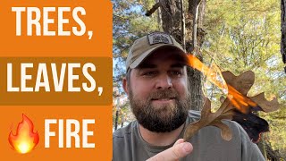 Leaves Can Tell You A lot About A Trees Relationship With Fire