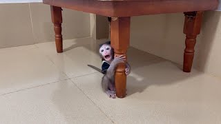 Veeping Bb M0Nkey Sitting C..yii Under The Table With No Reason