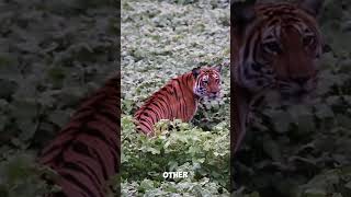 Why do tigers have stripes?
