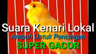 SUARA KENARI LOKAL DURASI PANJANG,masteran AMPUH untuk MEMANCING KENARI manapun