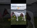 glow upp🤭🤭 #horse #horses #equestrian #horsegirl #equestrians #pony #ponies #horseriding #equine