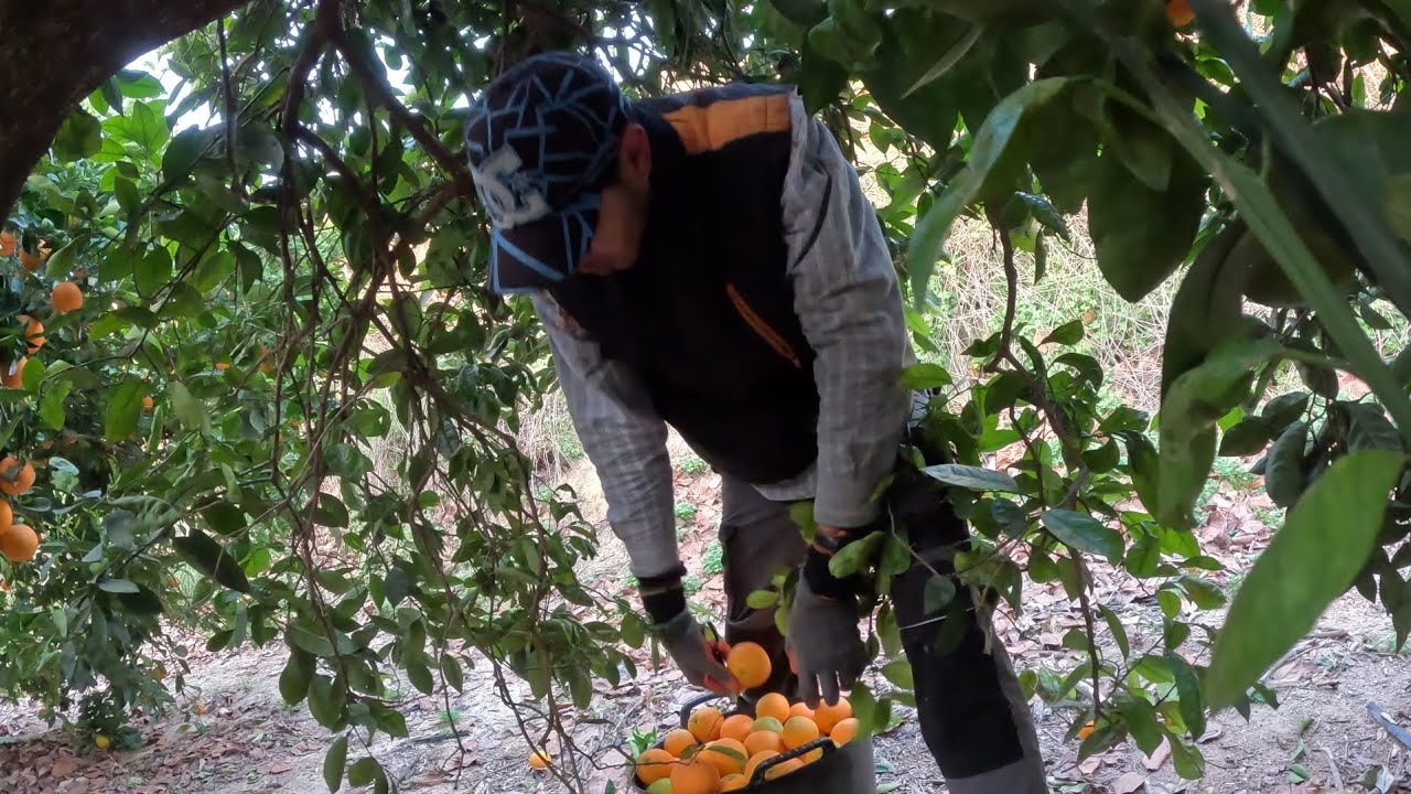 Campaña Cítrica 🍊 Campo Buenísimo de Lane y llenando un capazo de MUCHOS 😅 más de 100 por día 🙏🏼