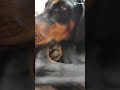 Nova #beawesome #doberman #youcool #edit #awesome #dog #pets #fun #mybabygirl