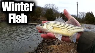 Can you catch Fish from the Bank in Winter? Open Water Winter Fishing