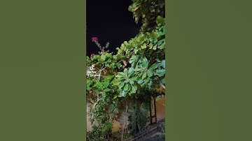 القارئ الشيخ إبراهيم الشعلان