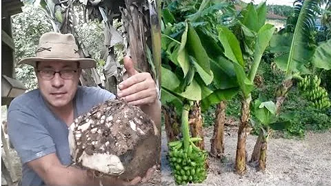 Como plantar o rizoma da banana?