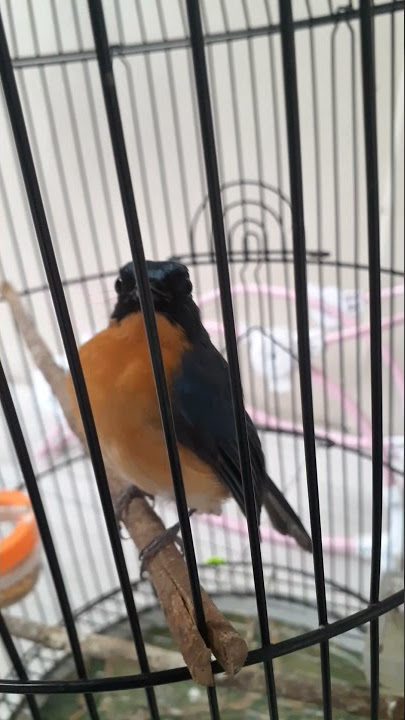 Terapi Burung Tledekan Macet bunyi.