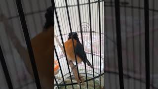 Download Lagu Terapi Burung Tledekan Macet bunyi. MP3