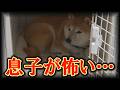 ３ヶ月ぶりの息子の姿に、柴犬達がドン引き・・・怖くて逃げてしまいました・・・