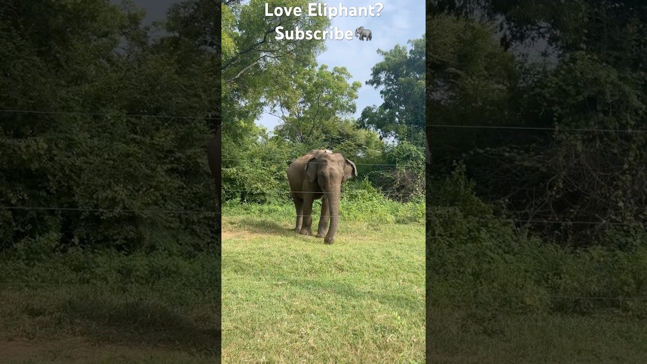 Wild Elephant Close-Up | Sri Lanka Nature 