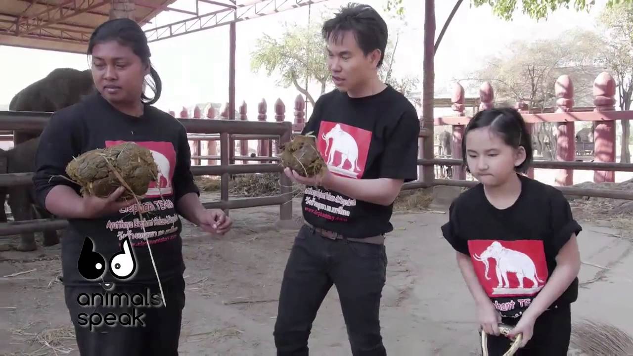 [Clip] Animals speak : ดูช้างให้ดูหาง ดูนางให้ดูแม่ แต่ดูให้แน่ๆ ให้ดูขี้ช้าง