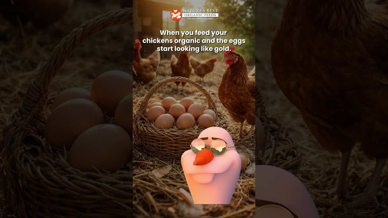 Organic Chicken Feed Results 🥚✨ 