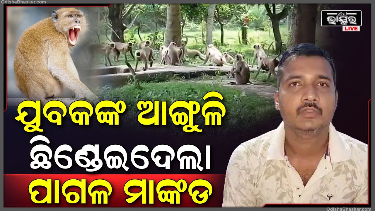 ଯୁବକଙ୍କ ବାମ ହାତର ଆଙ୍ଗୁଳି ଛିଣ୍ଡେଇ ଦେଲା ମାଙ୍କଡ, ଏବେ ଚିକିତ୍ସିତ ହେଉଛନ୍ତି ଯୁବକ