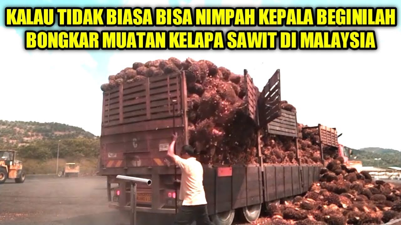 Truck Sawit Scania Cara Bongkar Muatan Sawit Di Malaysia YouTube