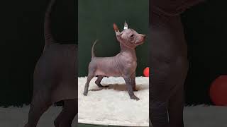 Xoloitzcuintle mini. KINICH AHAU LIMON