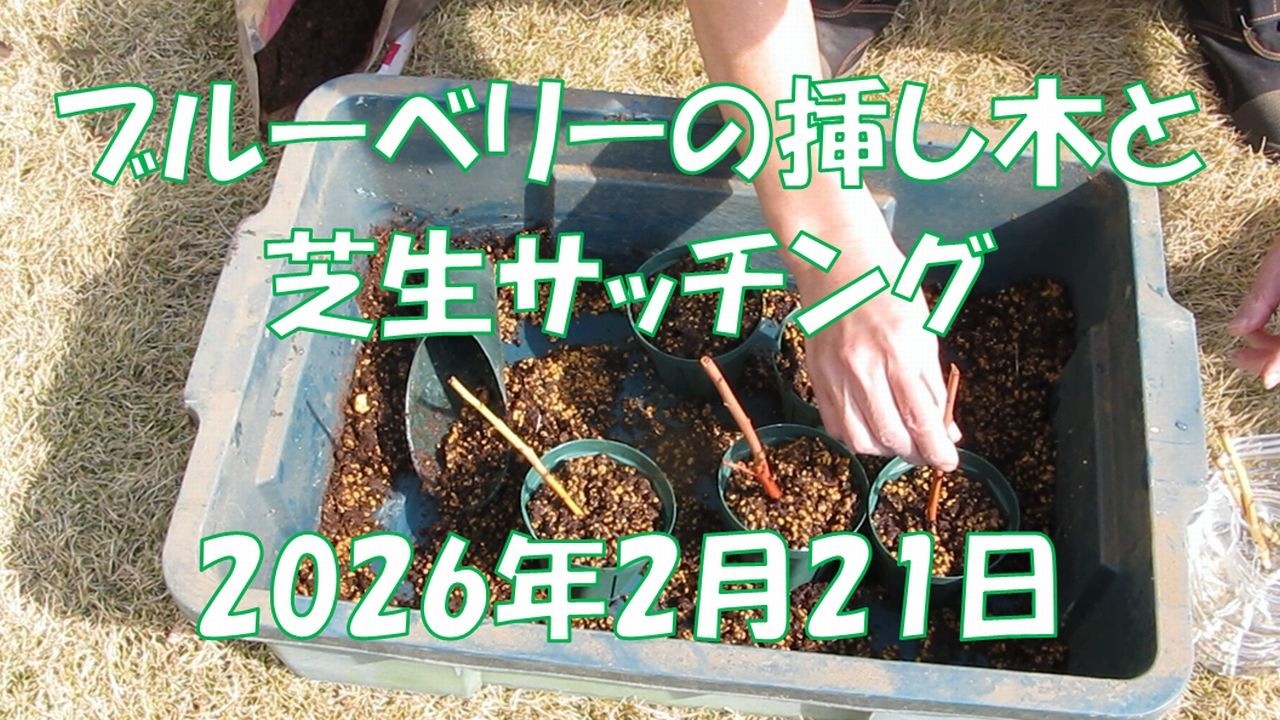 049 ブルーベリーの挿し木と芝生サッチング2026年2月21日
