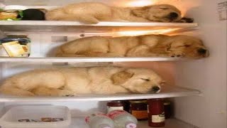 You Would Want a Golden Retriever Puppy after Finishing this Video - Funny and Cute Golden Retriever