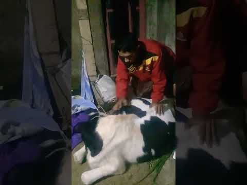 Dikirain Masih Hidup