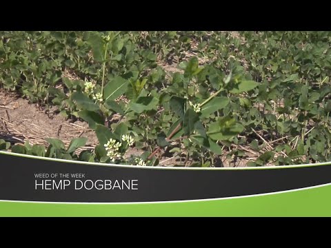 Video: Dogbane Control - Tips för att bli av med hampa Dogbane Weeds