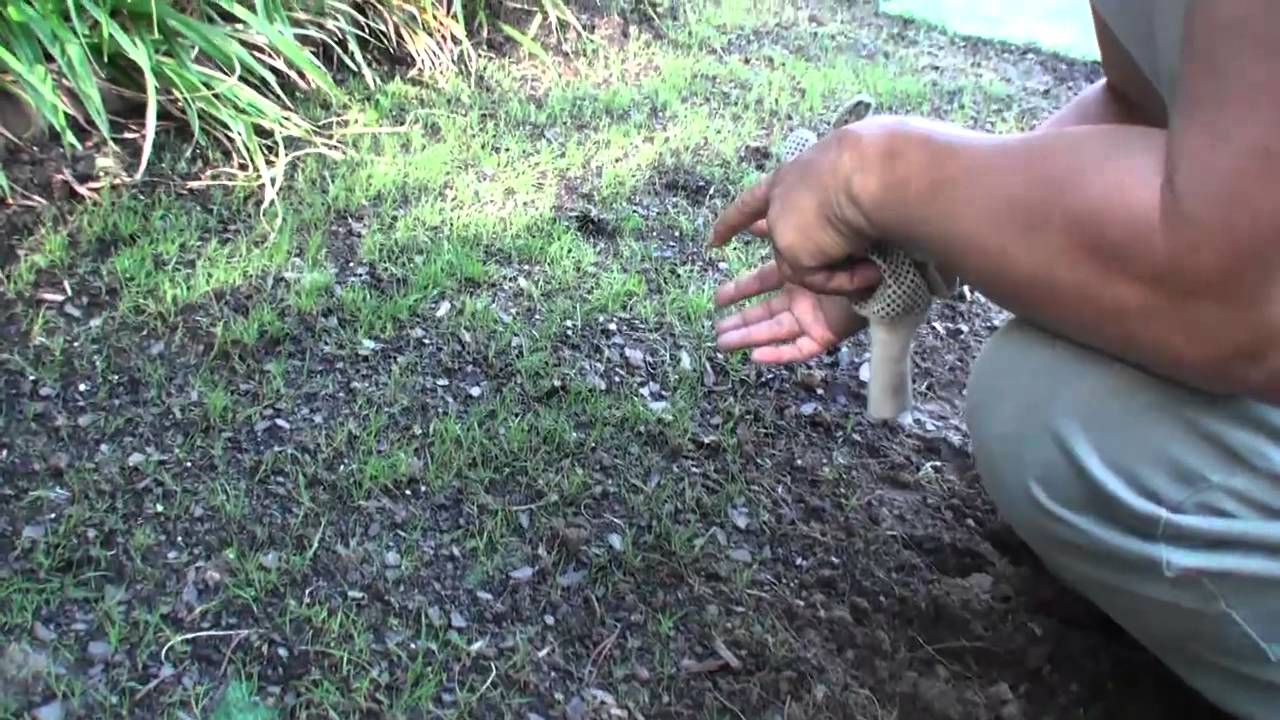 Compadre Zenith Zoysia Grass Seed Vs Plugs Part 1 How To Plant Seeds Maryland Area Youtube