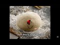 ORDER UP John Dough Chase Theme Forsaken OST 