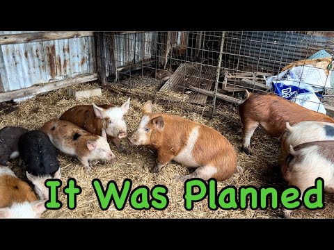 They Broke Out! / Couple Renovates Abandoned Homestead / Shed To Tiny House