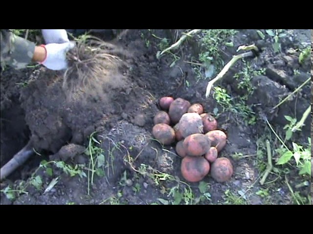 Алладин - оздоровленный сорт картофеля... БОМБА! - YouTube