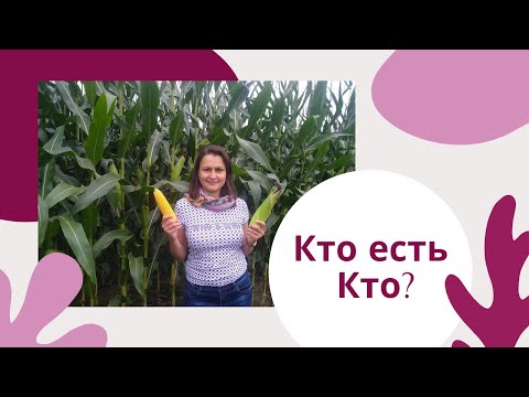 Как определить кто есть кто? Подавляющая личность внутри нас, и как с этим справляться?