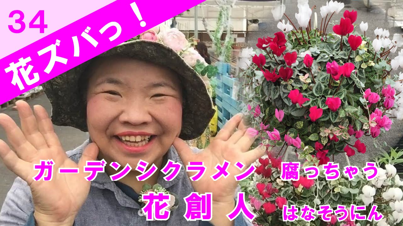 ガーデンシクラメン 腐って枯れちゃうの 花ズバっ 34旬の花とその使いかた紹介 花創人ガーデニング教室 Youtube