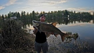 Toutaimen kiilto silmissä kalassa | Viehevinkkejä