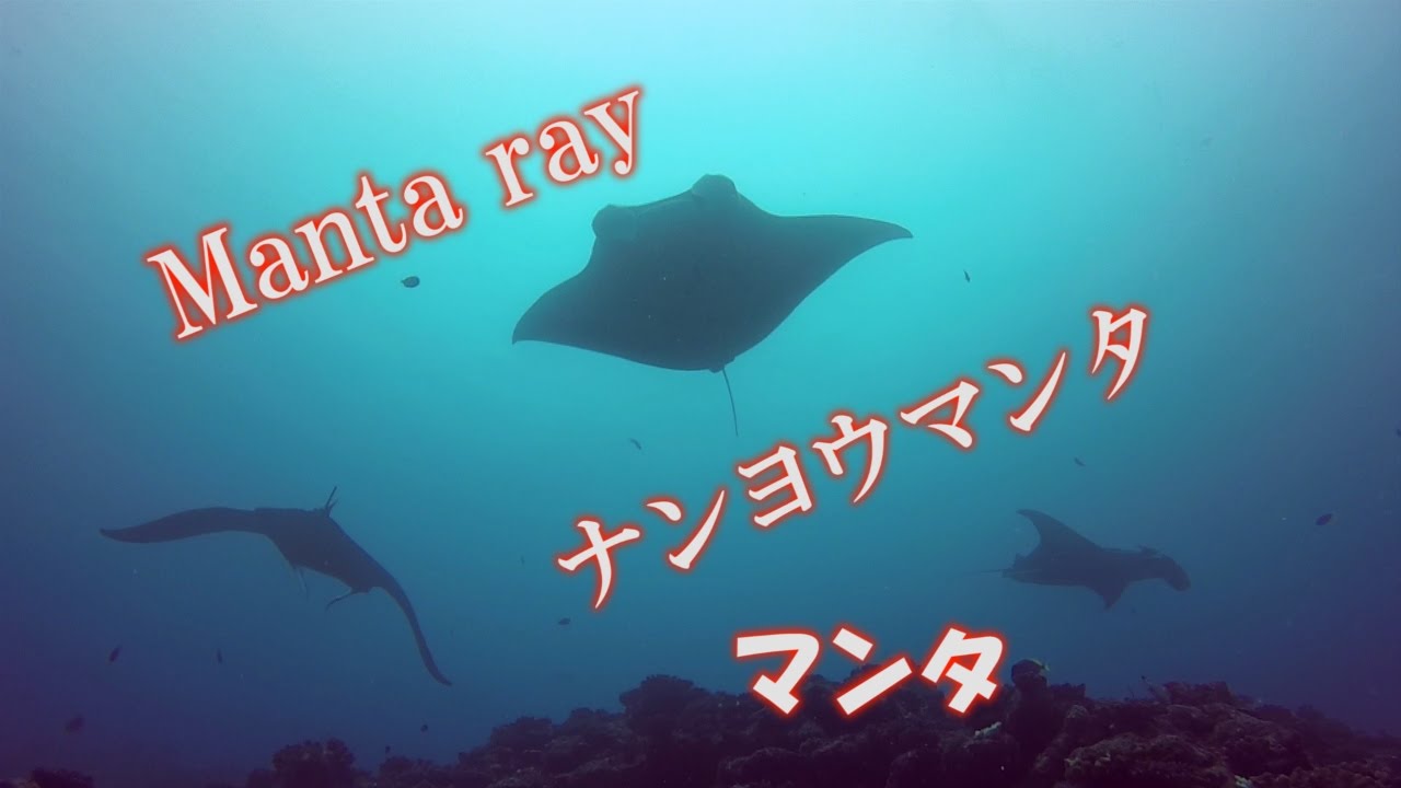 Manta Ray ナンヨウマンタ Manta Alfredi マンタ オニイトマキエイ Youtube