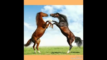 XIẾC THÚ TUYỂN CHỌN  ĐẶC BIỆT ĐÓN TẾT TRUNG THU.