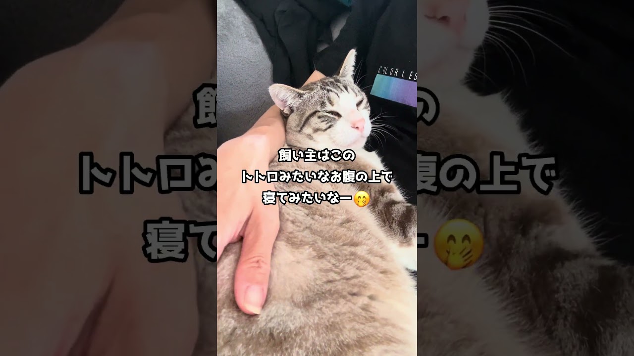 猫D ゴン太 今日のゴン太🐾 - YouTube