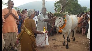 Pongal Celebrations 2018 - Isha Yoga Center | Sadhguru screenshot 5