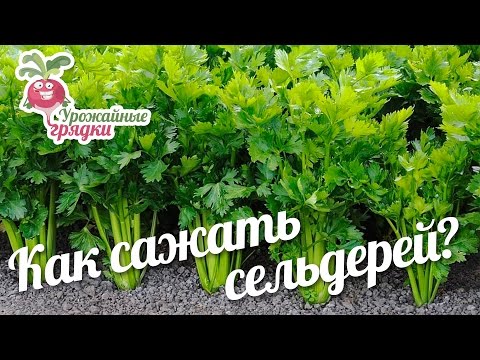 Как сажать сельдерей? Урожайные грядки